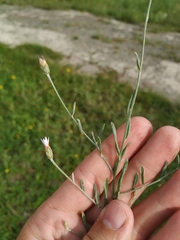 Xeranthemum cylindraceum