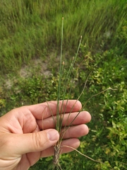 Eleocharis uniglumis