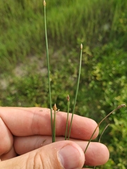 Eleocharis uniglumis