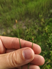 Eleocharis uniglumis
