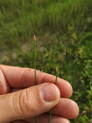 Eleocharis uniglumis