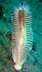 Sarcoptilus grandis