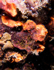 Schizoporella errata