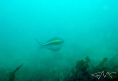 Pentapodus paradiseus