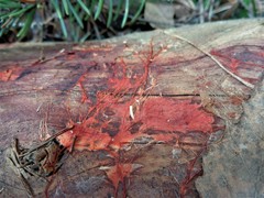 Phanerochaete sanguinea