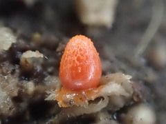 Lycogala conicum