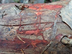 Phanerochaete sanguinea