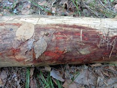 Phanerochaete sanguinea