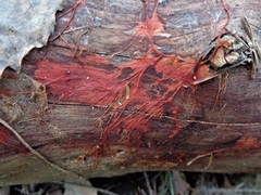 Phanerochaete sanguinea