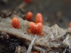 Lycogala conicum