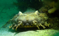 Orectolobus halei
