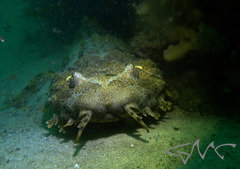 Orectolobus halei