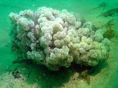 Dendronephthya australis