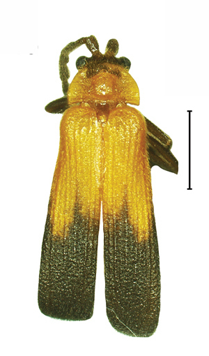 Platerodrilus talamauensis