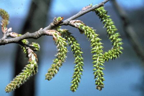 Hybrid Black-poplar