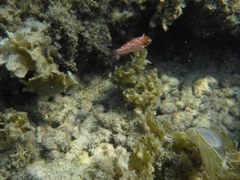 Macropharyngodon choati