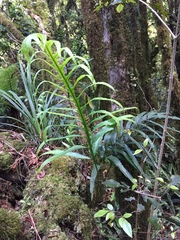 Microsorum novae-zealandiae