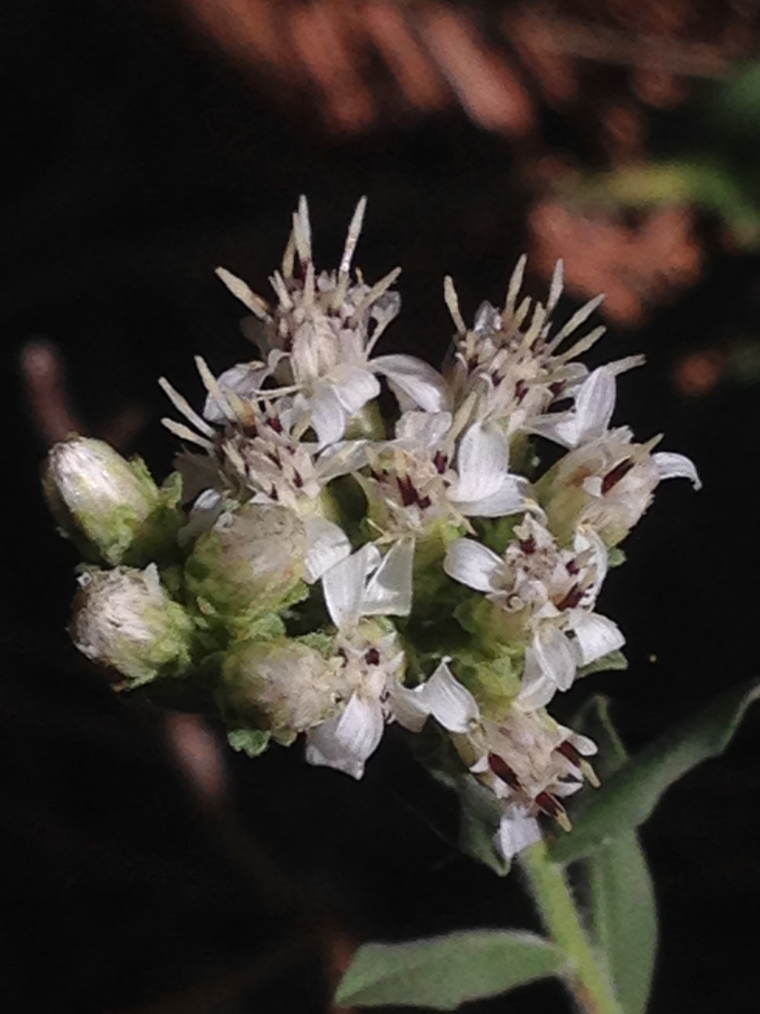 Sericocarpus oregonensis ssp. oregonensis