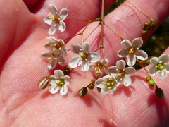 Pharnaceum aurantium