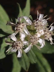 Sericocarpus oregonensis