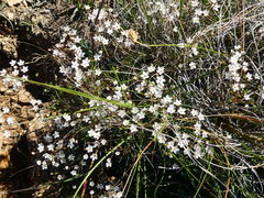 Pharnaceum aurantium