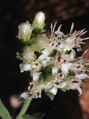 Sericocarpus oregonensis