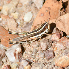 Macrotona mjobergi