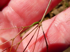 Pharnaceum aurantium