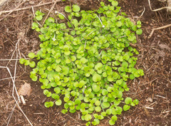 Epilobium nummulariifolium