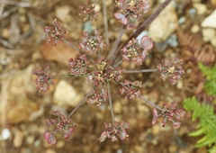 Lomatium parvifolium