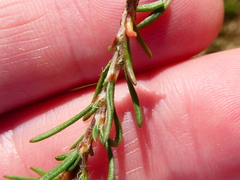 Pharnaceum aurantium