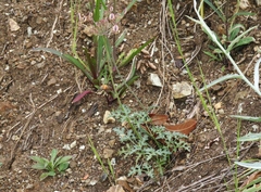 Lomatium parvifolium