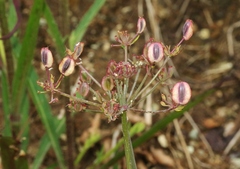 Lomatium parvifolium
