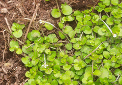 Epilobium nummulariifolium