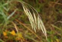 Bromus laevipes