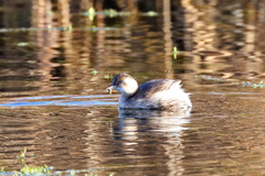 Tachybaptus ruficollis