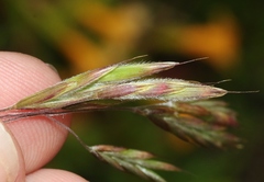 Bromus laevipes
