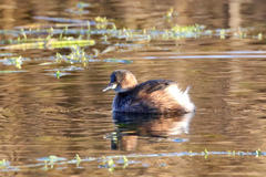 Tachybaptus ruficollis