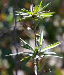 Zosterops lateralis chloronotus