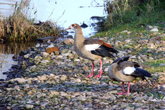 Alopochen aegyptiaca