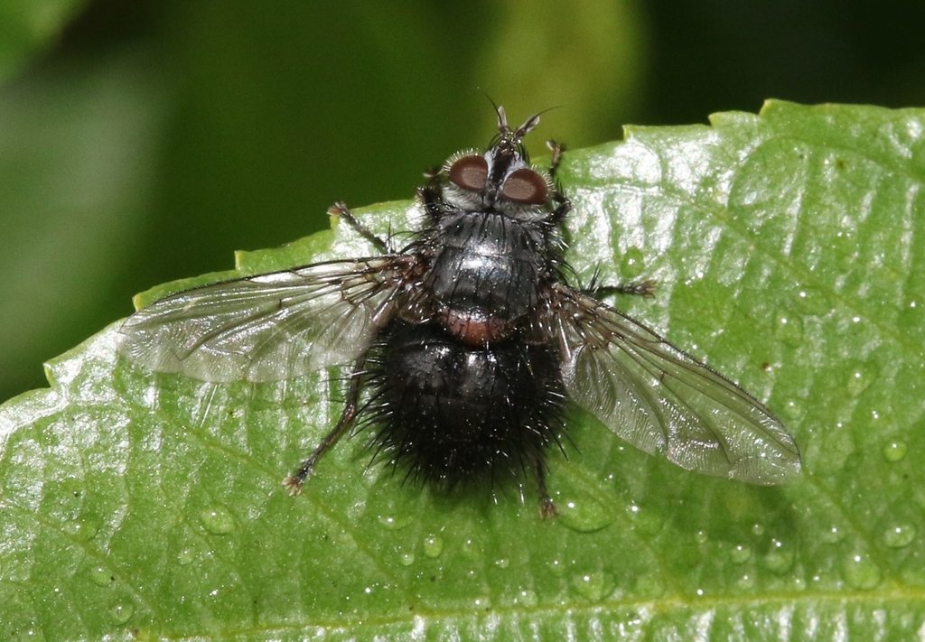 Bombyliomyia