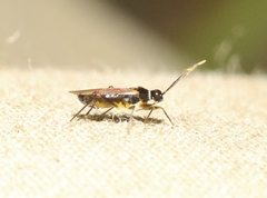 Tupiocoris