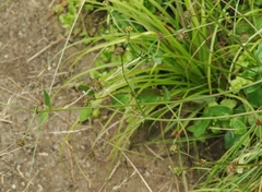 Sanicula hoffmannii