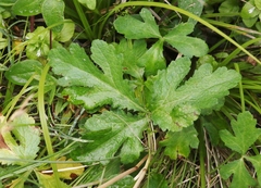 Sanicula hoffmannii
