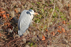 Ardea cinerea