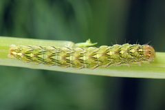 Cucullia chamomillae