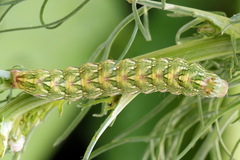 Cucullia chamomillae