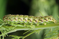 Cucullia chamomillae