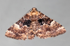 Aporoctena scierodes