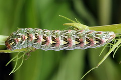 Cucullia chamomillae